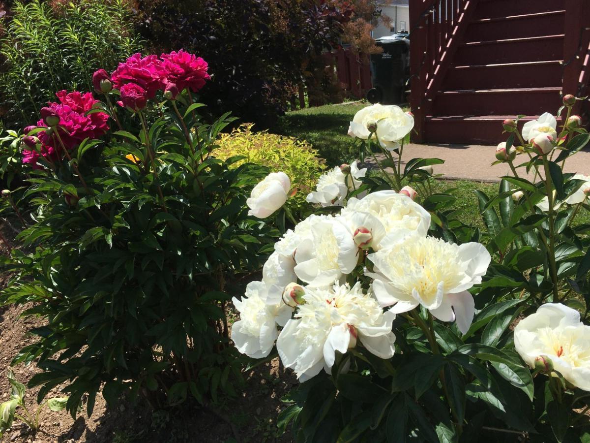 Harmony B&B And Suites Digby Exterior foto